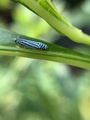 Graphocephala flavovittata