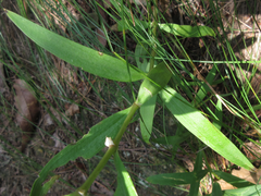Gypsophila oldhamiana