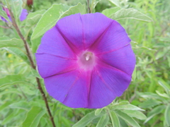 Ipomoea decasperma