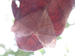 Gonepatica opalina
