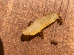 Wasmannia auropunctata