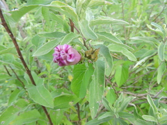 Ipomoea decasperma