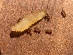 Wasmannia auropunctata