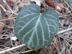 Viola variegata