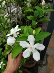 Wrightia antidysenterica