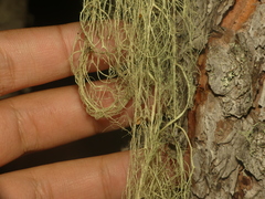 Ramalina thrausta