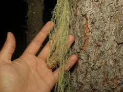 Ramalina thrausta