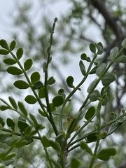 Bursera exequielii