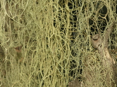 Ramalina thrausta