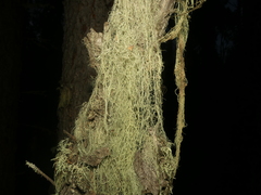 Ramalina thrausta