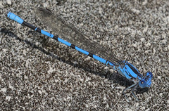 Argia agrioides