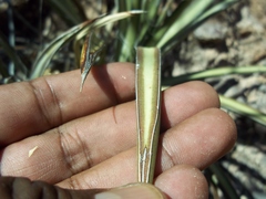 Agave felgeri