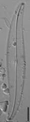 Gyrosigma acuminatum