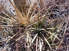 Agave felgeri