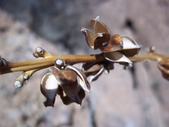 Agave felgeri