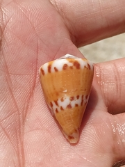 Conus capitaneus