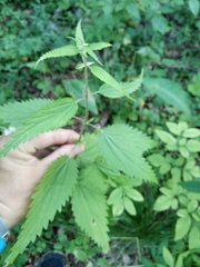Urtica sondenii