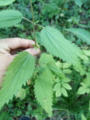 Urtica sondenii