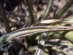 Agave felgeri