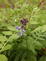 Vicia sepium