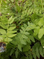 Vicia sepium