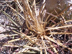 Agave felgeri