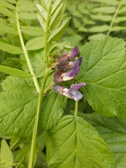 Vicia sepium