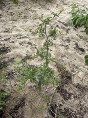 Bursera exequielii