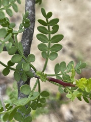 Bursera exequielii