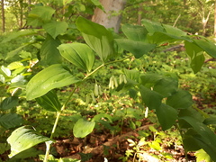 Polygonatum multiflorum