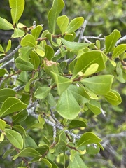 Diospyros intricata