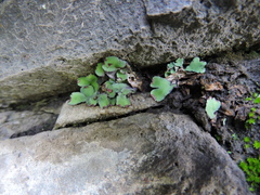 Plagiochasma rupestre rupestre