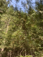 Cupressus nootkatensis