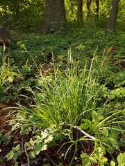 Carex sylvatica