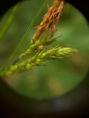 Carex sylvatica