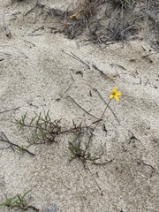 Bidens cabopulmensis