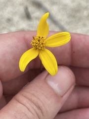 Bidens cabopulmensis