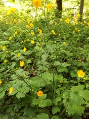 Ranunculus lanuginosus