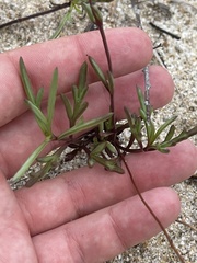 Bidens cabopulmensis