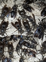 Pseudopolybia compressa