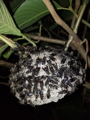 Pseudopolybia compressa