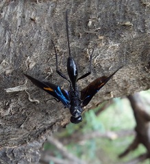 Pristaulacus fasciatus