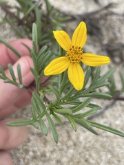 Bidens cabopulmensis