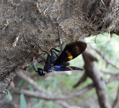 Pristaulacus fasciatus