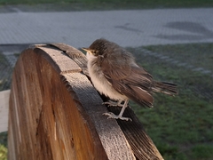 Curruca communis