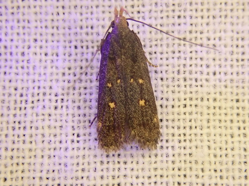 Dichomeris agonia photo 5
