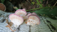 Trichaptum biforme