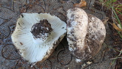 Russula delica