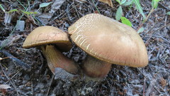 Suillellus luridus