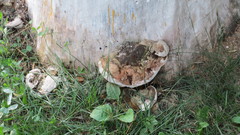 Ganoderma applanatum